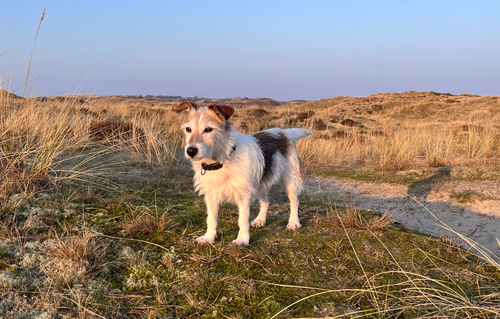 Afscheid van Joy, mijn lieve muppie en inspiratiebron voor Kaatje&Mup